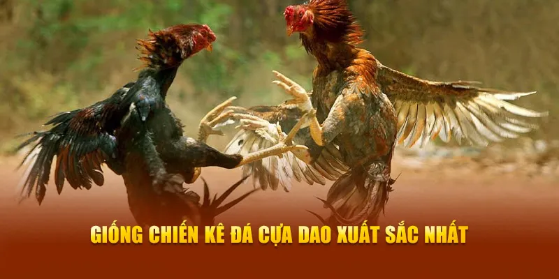 Giống chiến kê đá cựa dao xuất sắc nhất