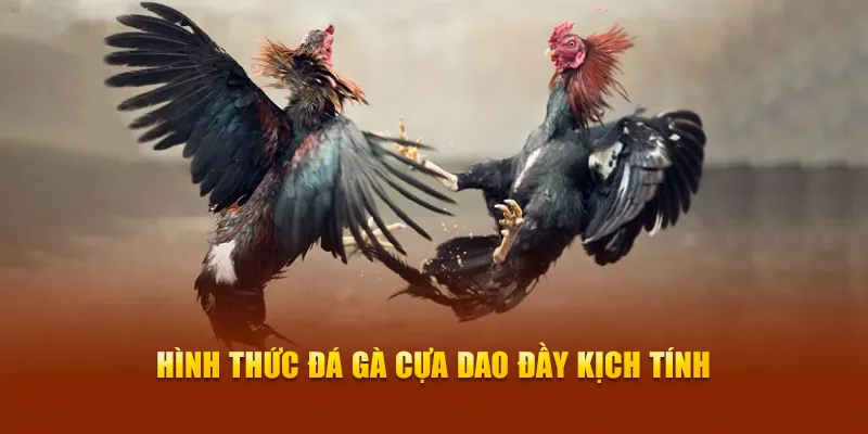 Đá gà cựa dao là hình thức đầy kịch tính