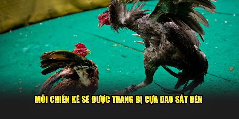 Mỗi chiến kê sẽ được trang bị cựa dao sắc bén 
