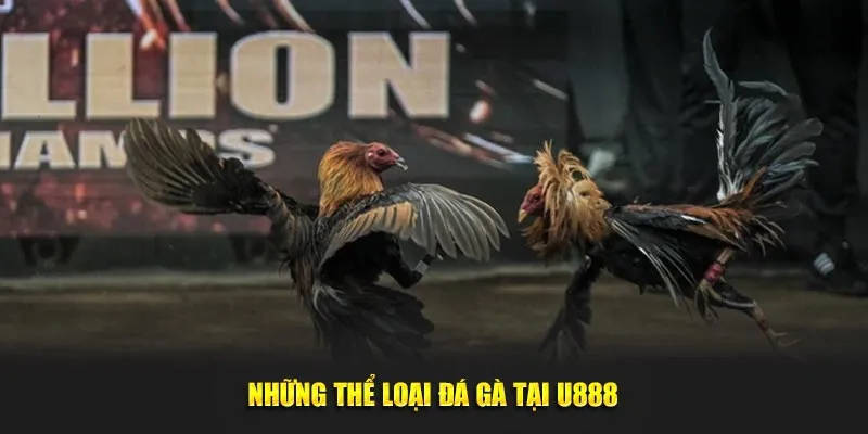 Những thể loại đá gà tại U888
